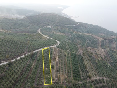 Deniz Manzaralı Vasfında Zeytinlik Satılık Bağ Bandırma Misakça Mah