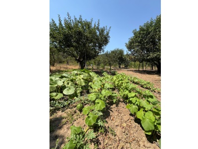 3 Dönüm Fırsat Meyvelik Baraj Dibi Hiç Eksiksiz Satılık Tarla Gönen Ilıcaoba Mah