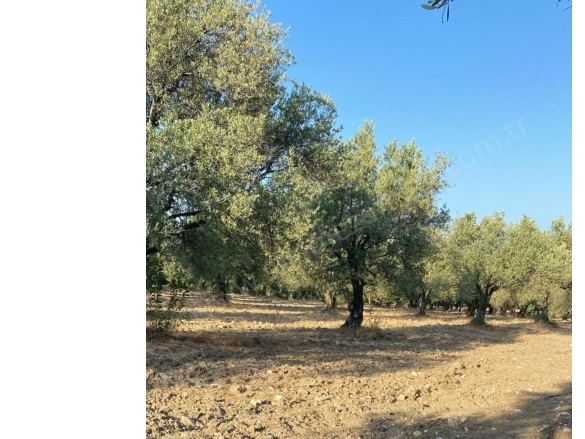 Bakır Mah. Kırkağaç Satılık Tarla |  2830M2 650.000Tl Resim-2