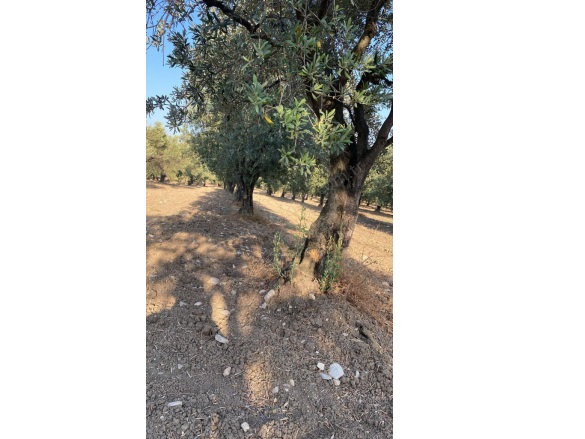 Bakır Mah. Kırkağaç Satılık Tarla |  2830M2 650.000Tl Resim-3