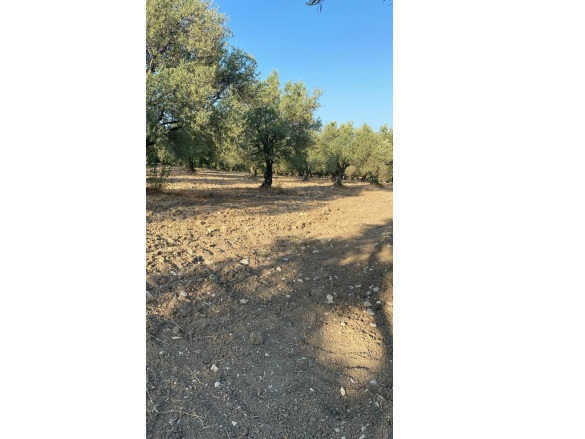 Bakır Mah. Kırkağaç Satılık Tarla |  2830M2 650.000Tl Resim-4