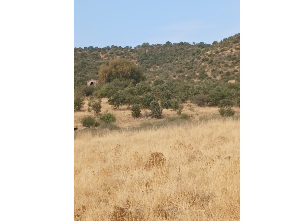 Demirtaş Mah. Dikili Satılık Tarla |  2450M2 5.250.000Tl Resim-5