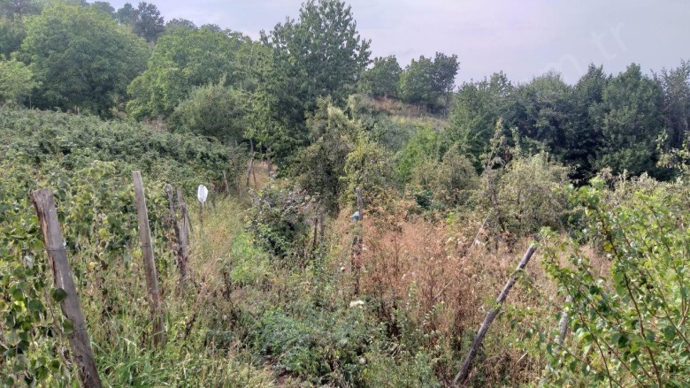 Lütfiye Mah. Kestel Satılık Tarla |  1674M2 2.000.000Tl Resim-5