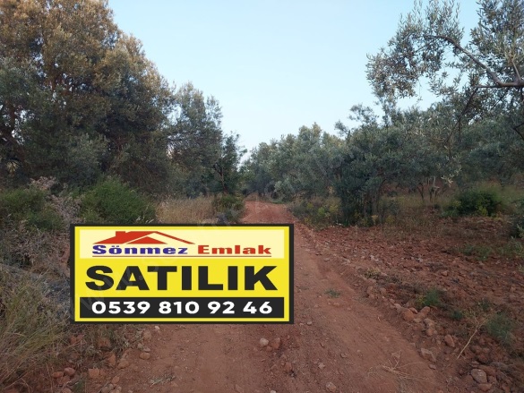 Zeytindağ Mah. Bergama Satılık Tarla |  5850M2 3.500.000Tl Resim-1