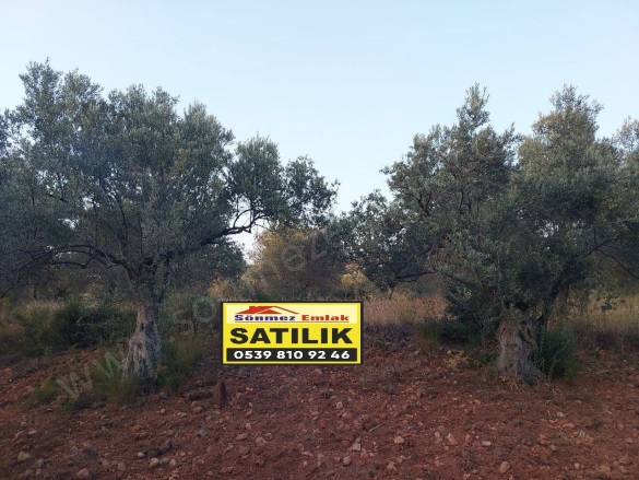 Zeytindağ Mah. Bergama Satılık Tarla |  5850M2 3.500.000Tl Resim-3
