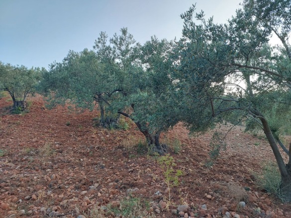 Zeytindağ Mah. Bergama Satılık Tarla |  5850M2 3.500.000Tl Resim-5