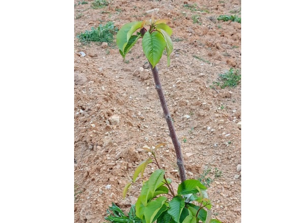 Avdancık Mah. Osmangazi Satılık Tarla |  2700M2 2.900.000Tl Resim-5