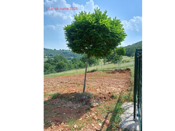 Ümitalan Mah. Kestel Satılık Tarla |  2550M2 3.250.000Tl Resim-3