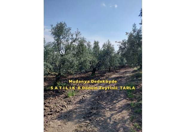 Dedeköy Mah. Mudanya Satılık Tarla |  6000M2 13.300.000Tl Resim-1