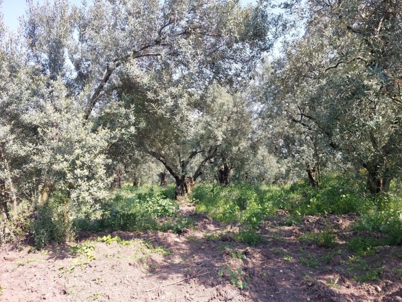 Dedeköy Mah. Mudanya Satılık Tarla |  6000M2 13.300.000Tl Resim-3