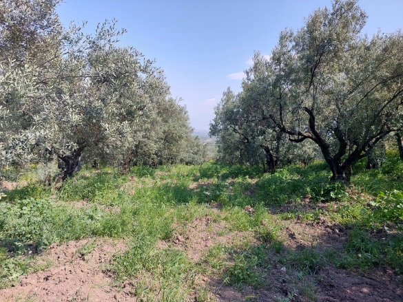 Dedeköy Mah. Mudanya Satılık Tarla |  6000M2 13.300.000Tl Resim-4