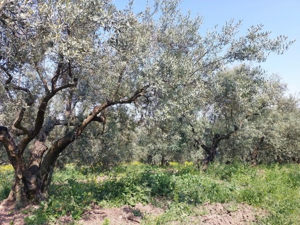 Dedeköy Mah. Mudanya Satılık Tarla |  6000M2 13.300.000Tl Resim-5