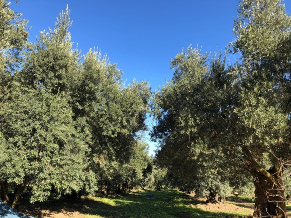 Dedeköy Mah. Mudanya Satılık Tarla |  6000M2 13.300.000Tl Resim-3