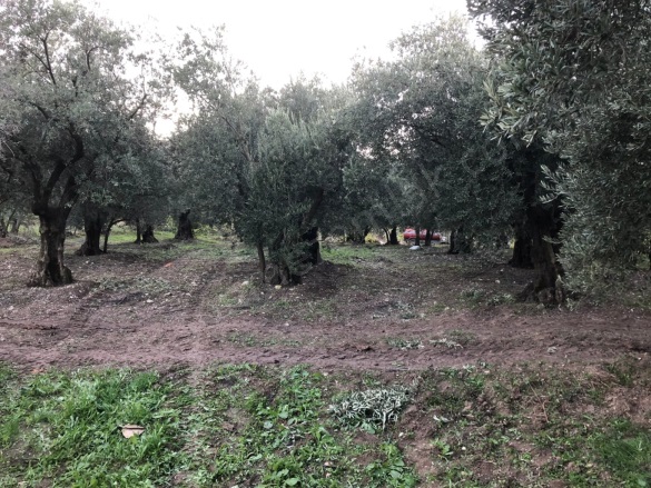 Dedeköy Mah. Mudanya Satılık Tarla |  6000M2 13.300.000Tl Resim-4