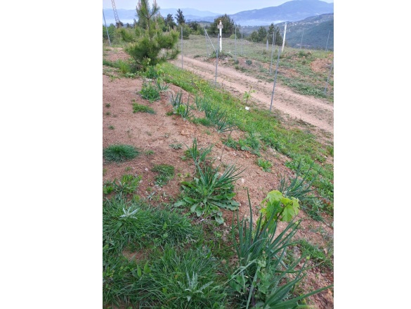 Avdancık Mah. Osmangazi Satılık Tarla |  2700M2 2.900.000Tl Resim-5