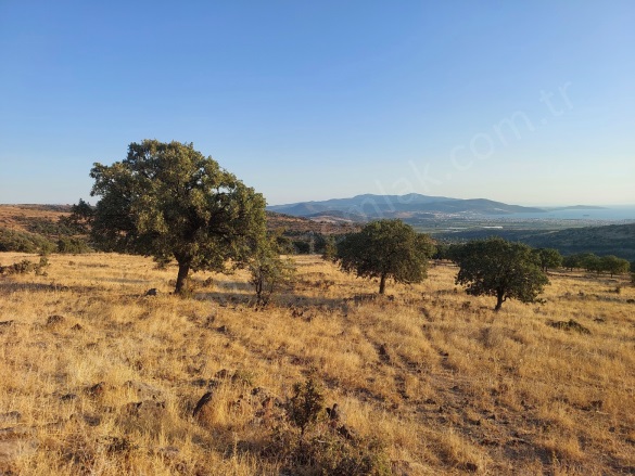 Kızılçukur Mah. Dikili Satılık Tarla |  19997M2 14.000.000Tl Resim-5