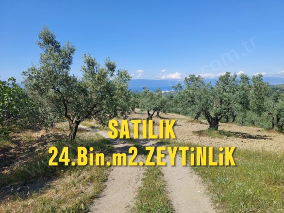 Yörükali Mah. Mudanya Satılık Tarla |  24450M2 106.000.000Tl Resim-1