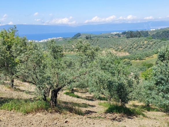 Yörükali Mah. Mudanya Satılık Tarla |  24450M2 106.000.000Tl Resim-2