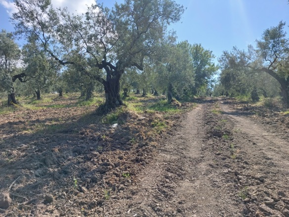 Yörükali Mah. Mudanya Satılık Tarla |  24450M2 106.000.000Tl Resim-3