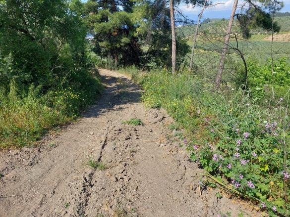 Yörükali Mah. Mudanya Satılık Tarla |  24450M2 106.000.000Tl Resim-4