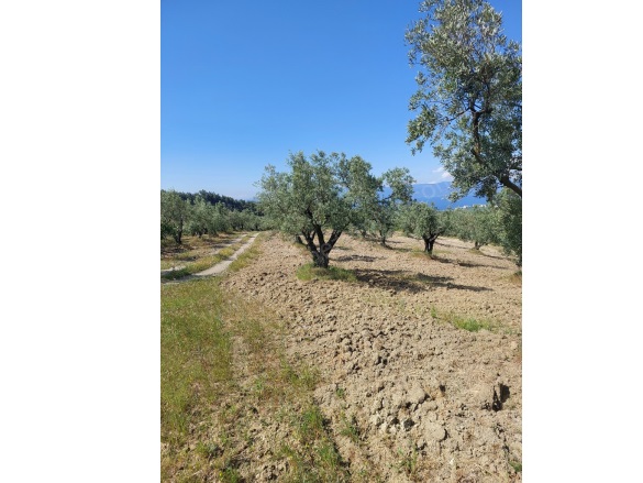 Yörükali Mah. Mudanya Satılık Tarla |  24450M2 106.000.000Tl Resim-5