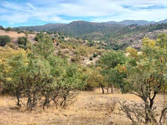 İslamlar Mah. Dikili Satılık Tarla |  100000M2 31.000.000Tl Resim-2