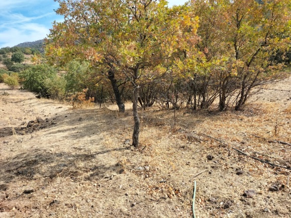 İslamlar Mah. Dikili Satılık Tarla |  100000M2 31.000.000Tl Resim-3