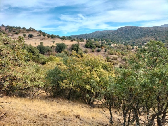 İslamlar Mah. Dikili Satılık Tarla |  100000M2 31.000.000Tl Resim-5