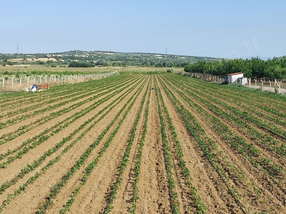 Kulakpınar Mah. Karacabey Satılık Tarla |  6250M2 7.500.000Tl Resim-1