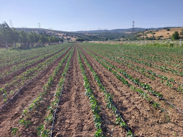 Kulakpınar Mah. Karacabey Satılık Tarla |  6250M2 7.500.000Tl Resim-4