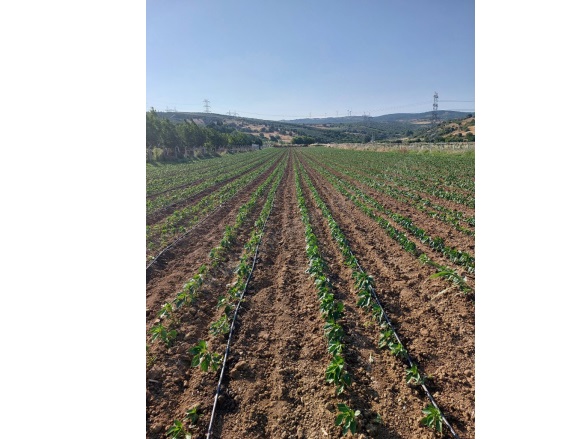 Kulakpınar Mah. Karacabey Satılık Tarla |  6250M2 7.500.000Tl Resim-5