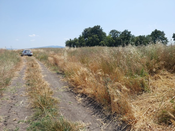 Tatkavaklı Mah. Mustafakemalpaşa Satılık Tarla |  6200M2 5.000.000Tl Resim-1