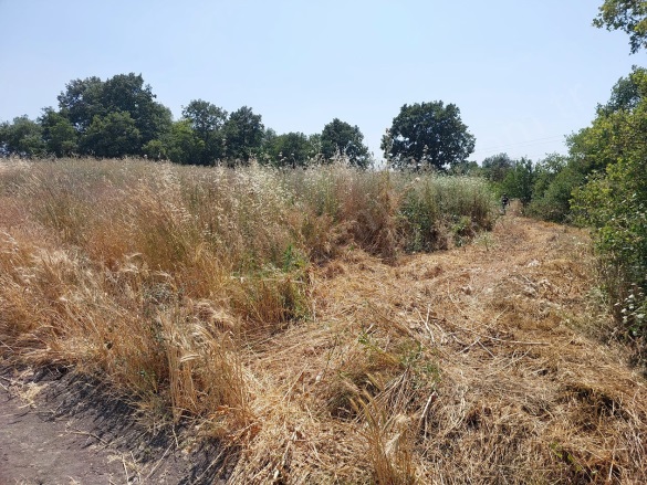 Tatkavaklı Mah. Mustafakemalpaşa Satılık Tarla |  6200M2 5.000.000Tl Resim-3