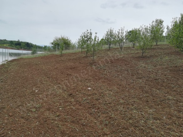 Kozluören Mah. Kestel Satılık Tarla |  2113M2 5.000.000Tl Resim-5