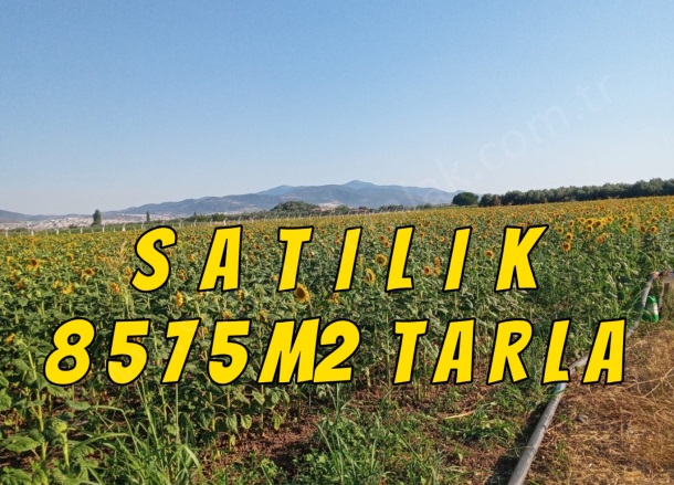 Kabakum Mah. Dikili Satılık Tarla |  8575M2 19.000.000.000Tl Resim-5