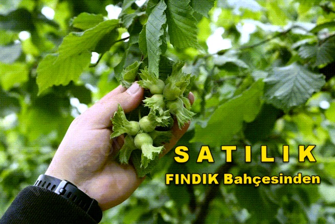 Kutluca Mah. Perşembe Satılık Bağ |  2170M2 300.000Tl Resim-2