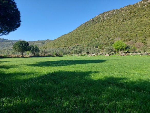 Merdivenli Mah. Dikili Satılık Tarla |  43000M2 24.000.000Tl Resim-2