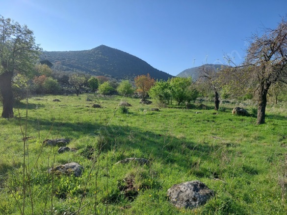 Merdivenli Mah. Dikili Satılık Tarla |  43000M2 18.900.000Tl Resim-5