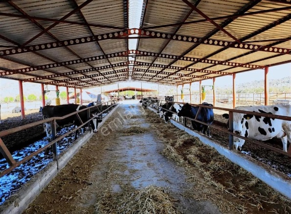 Demirtaş Mah. Dikili Satılık Tarla |  14850M2 69.000.000Tl İmarlı  Resim-3