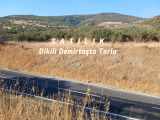 Dikili Demirtaş Ta Satılık Tarla Anayola Cephe 3120M2 Mah