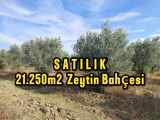 Bursa Yenişehir Kavaklıda Satılık Tarla Verimli 21 250M2 Zeytin Bahçesi Kavaklı Mah 21250 M2