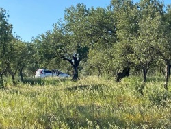 Bergama Zeytindağ Mah. Satılık Tarla 13000 M2