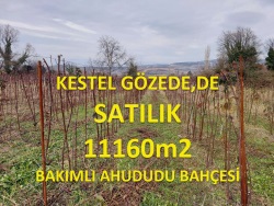 Kestel Gözede Mah. Satılık Tarla 11600 M2