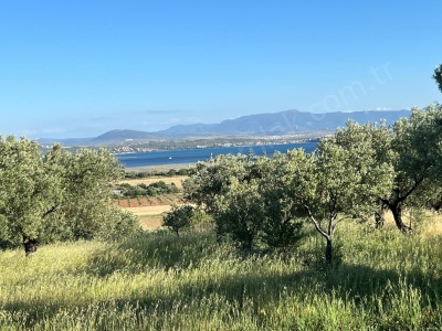 Dikili Çandarlı Liman Bölgesinde Ful Deniz Manzaralı Satılık Tarla 34Dönüm Zeytinli Bergama Zeytindağ Mah