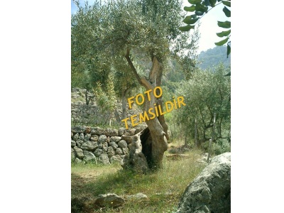 Dikili Çandarlı Da Satılık Tarla Deniz Manzaralı 7400M2 Zeytinli İrt:05398109246 Mah