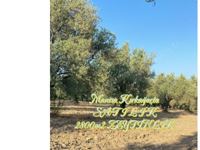 Manisa Kırkağaç Bakır Mh Satılık Tarla 2800M2 Zeytinlik Mah