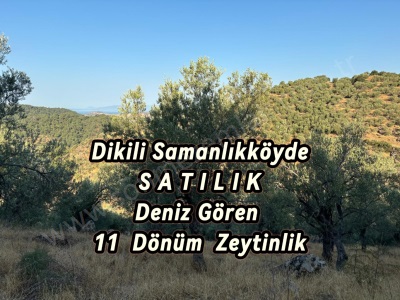Dikili Samanlıkköyde Satılık Tarla Deniz Gören 11 Dönüm Zeytinlik Samanlıkköy Mah