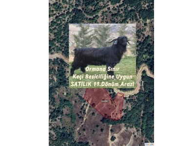 Bursa Gemlik Fındıcakta Takasa Açık Ormana Sınır Satılık Tarla 11Dönüm Arazi Fındıcak Mah