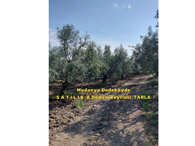 Bursa Mudanya Dedeköyde Fırsat Acil Satılık Tarla 6 Dönüm Zeytinli Dedeköy Mah