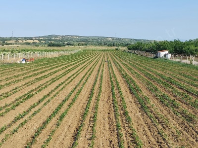 Bursakaracabey Sahil Ana Asfaltacephe Satılık Tarla 6250M2 Lokasyonlu Kulakpınar Mah
